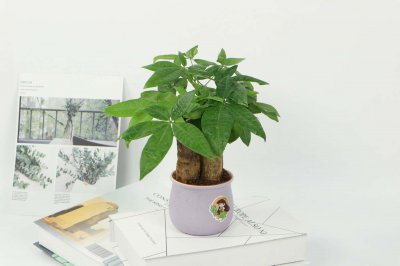 ​淮南适合养什么花，市花和市树是什么