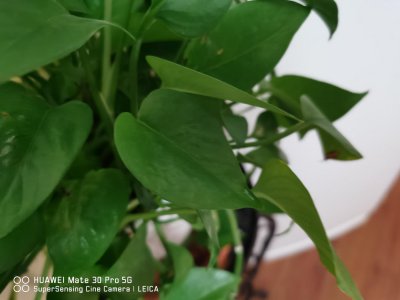 ​李阿姨养“绿萝”，最爱浇这种“水”，1个月就长满盆，比花肥好！