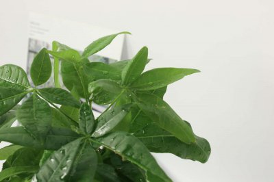 ​发财树黄叶就这4个原因，学会了10年不黄叶！