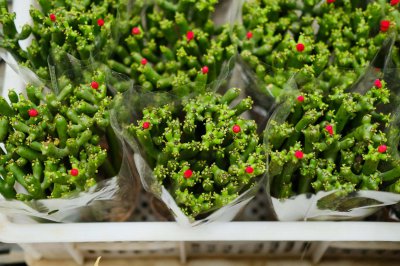 ​膨珊瑚如何养