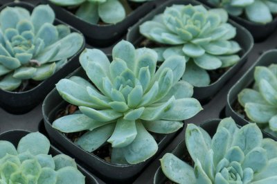 ​10种法师多肉，半年能长1米高，个个霸气侧漏！