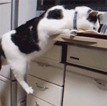 奶牛猫到底有多神经质？它们的套路你永远不懂……