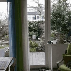 奶牛猫到底有多神经质？它们的套路你永远不懂……