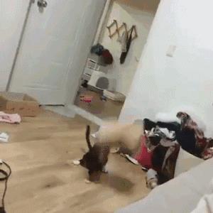 奶牛猫到底有多神经质？它们的套路你永远不懂……