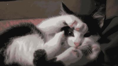 奶牛猫到底有多神经质？它们的套路你永远不懂……