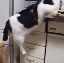 奶牛猫到底有多神经质？它们的套路你永远不懂……