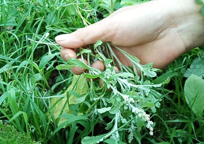 南方特色小吃：艾籺，是采摘新鲜田艾拌糯米粉做成的艾糍粑