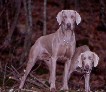 ​宠物图集：威玛犬
