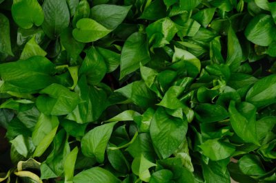 ​大娘养绿萝，7天一碗青菜水，稍不留神窜2米！