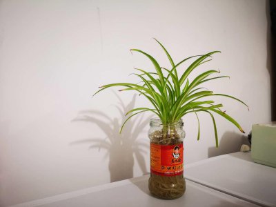 ​养的“吊兰”总“干尖儿”，不是它不好养，是你浇错了水