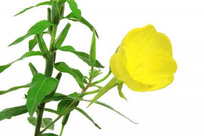 ​月见草的养殖方法和注意事项