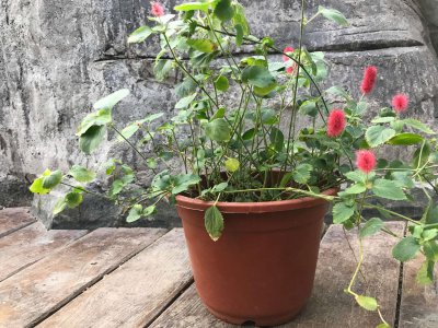 ​狗尾红图片大全