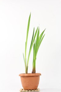 ​唐菖蒲品种有哪些