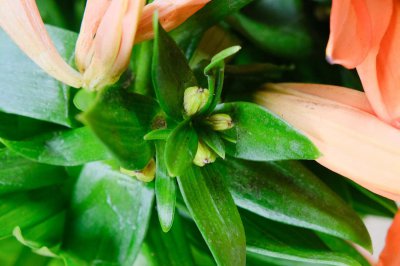 ​油点百合的养殖方法和注意事项