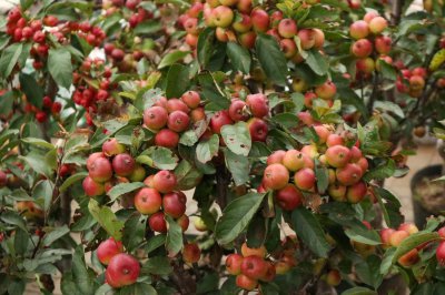 ​夫妻海棠的养殖方法和注意事项