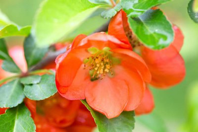 ​木瓜籽可以种吗