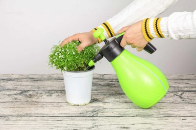 ​盆栽满天星的养殖方法和注意事项