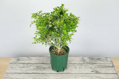 ​米兰花能放在室内吗