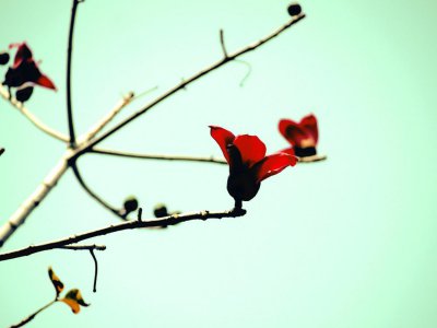 ​木棉春天怎么养