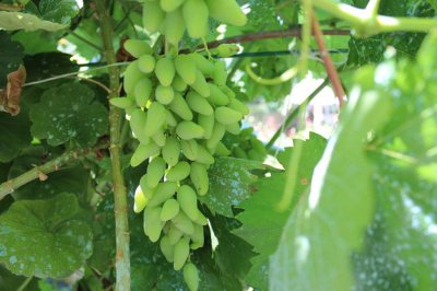 ​南方葡萄树什么时候移栽，移栽的葡萄树一般多久发芽