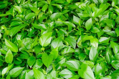 ​绿萝这个“小阀门”，打开“枝条”蹭蹭蹿，3个月长满墙！