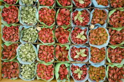 ​网纹草冬天怎么养护