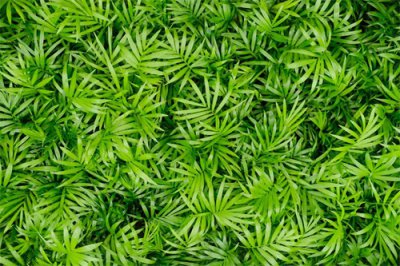 ​袖珍椰子怎么养长得快