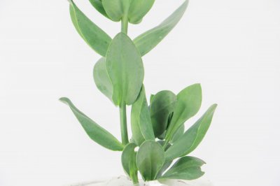 ​洋桔梗能放卧室吗