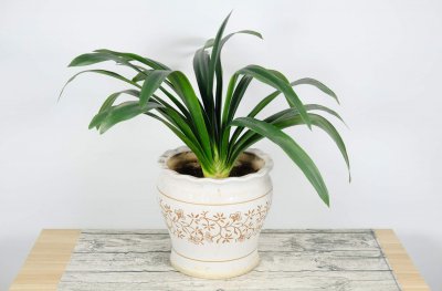 ​怎样防止君子兰夹箭