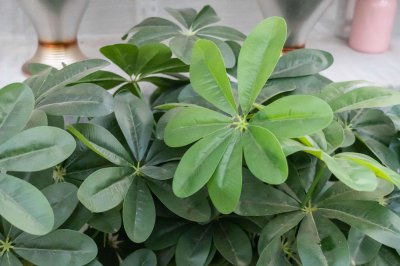 ​鸭掌木冬天怎么养