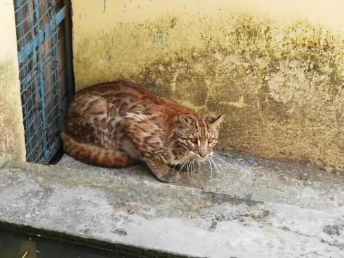 它的骨头可代替豹骨，全国只剩下3千只左右，如今成国家二级动物