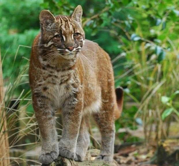 它的骨头可代替豹骨，全国只剩下3千只左右，如今成国家二级动物