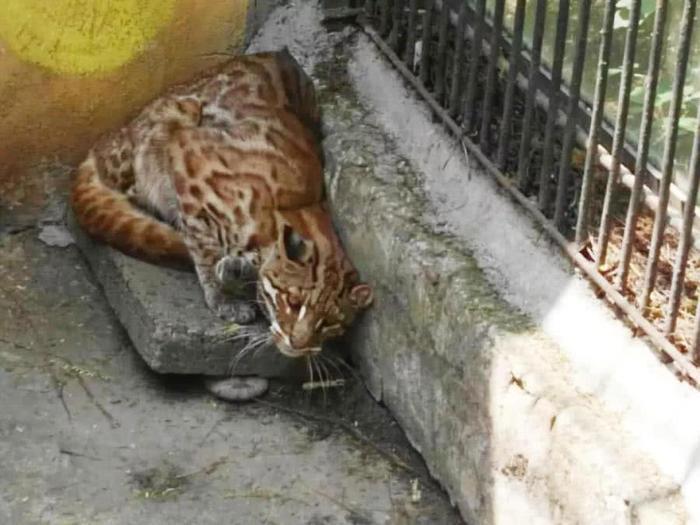 它的骨头可代替豹骨，全国只剩下3千只左右，如今成国家二级动物