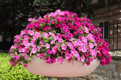 ​矮牵牛能够月月开花吗