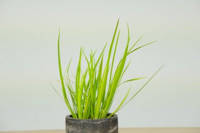 ​菖蒲功效与作用