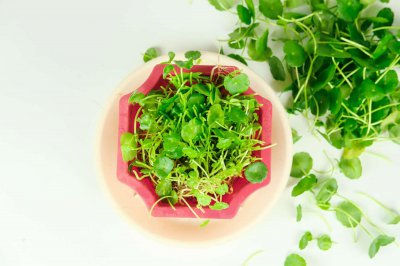 ​刚买的铜钱草怎么换盆，铜钱草换盆后打蔫