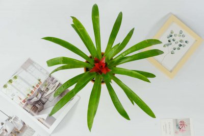 ​客厅养什么花最吉利