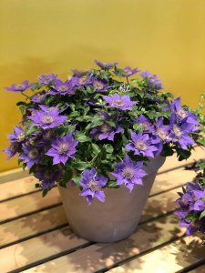 ​铁线莲修剪方法