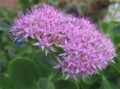 ​八宝景天与三七景天的区别