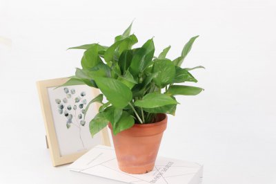 ​如何让绿萝快速生根 一根叶子变成一盆