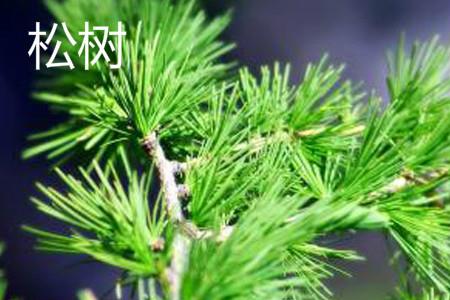松树