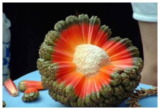 人称“假菠萝”，殊不知十分好吃，一斤30元，吃前须泡一泡