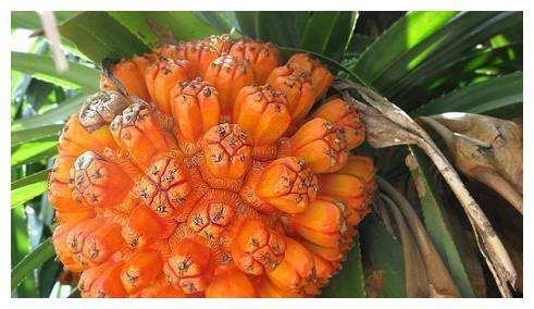 人称“假菠萝”，殊不知十分好吃，一斤30元，吃前须泡一泡