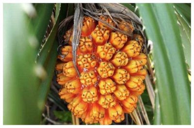 ​人称“假菠萝”，殊不知十分好吃，一斤30元，吃前须泡一泡