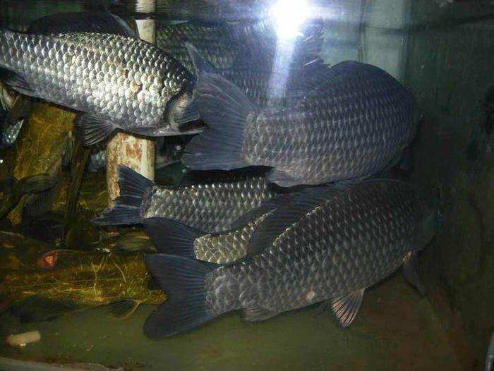 又到了钓鲶鱼的黄金季节，总结2条重要的经验