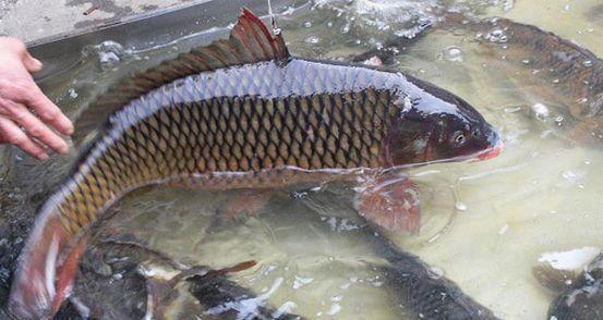 又到了钓鲶鱼的黄金季节，总结2条重要的经验