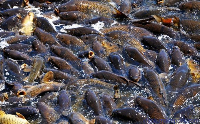 又到了钓鲶鱼的黄金季节，总结2条重要的经验