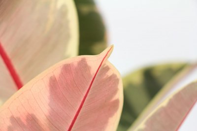 ​橡皮树的花语及风水