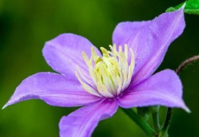 ​大花威灵仙，施肥用点“小垃圾”，花朵大、花期长，零下也开花