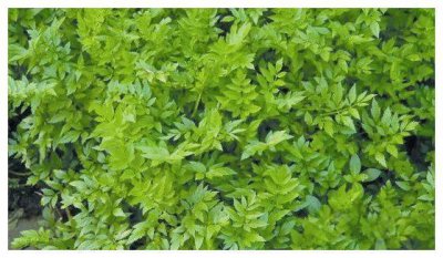 ​路边的一种“毒芹”吃易中毒，而另一种炒腊肉却很美味